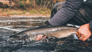 Fishing - species